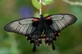 274 Gelbrand-Schwalbenschwanz - Papilio lowii